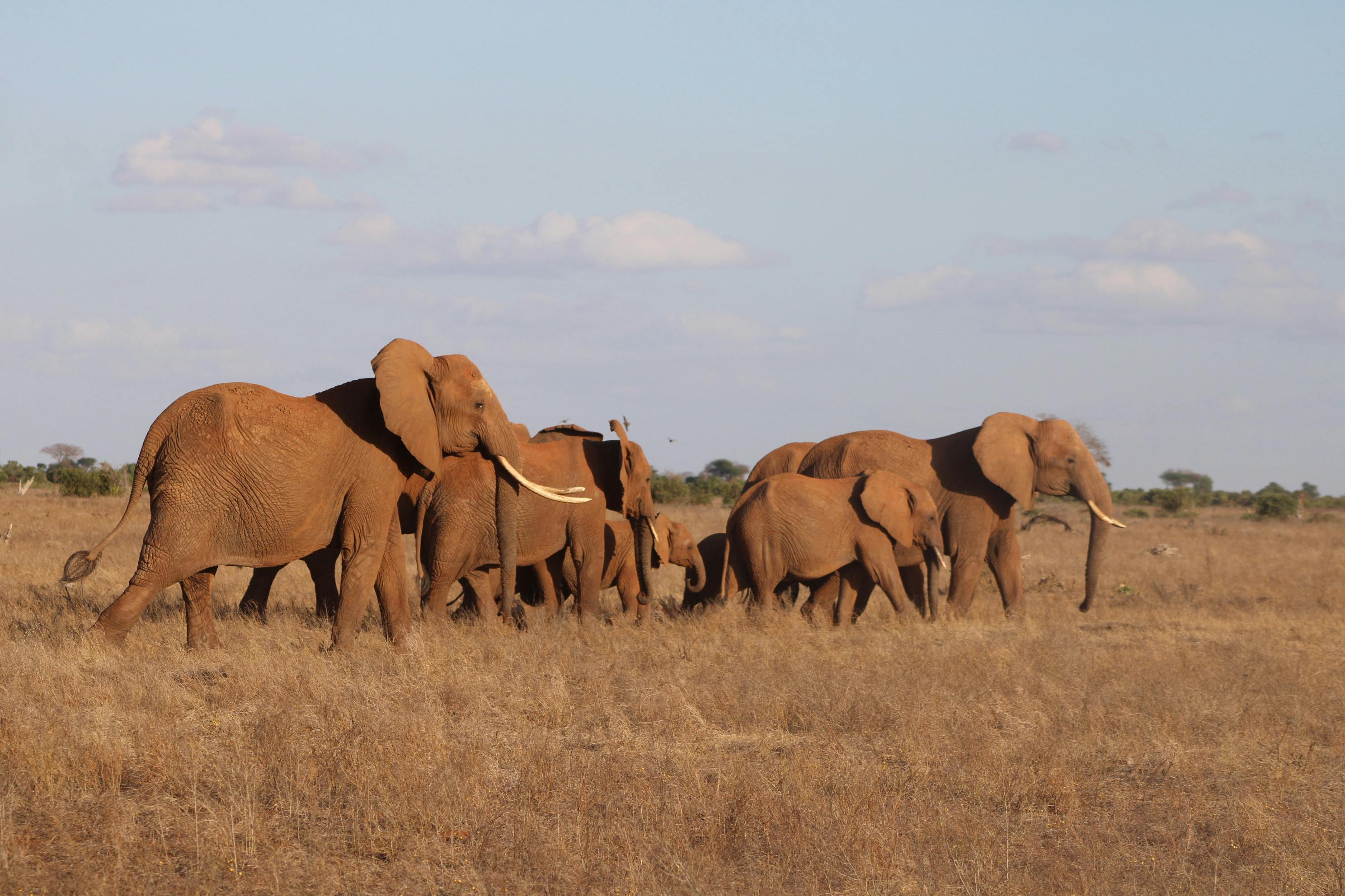 Safari wildlife